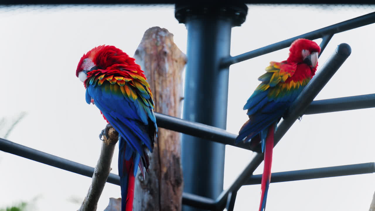 Close up of red Macaw birds on a stand at the zoo