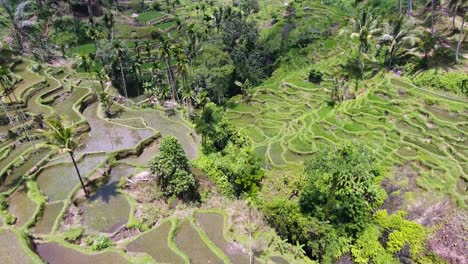 la apertura de drones revela una toma de un increíble valle con terrazas de arroz en ubud en bali, indonesia