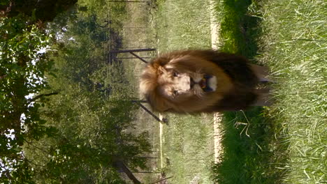 León-Macho-Adulto-En-El-Parque-De-Vida-Salvaje-De-Sudáfrica-Camina-Hacia-La-Cámara