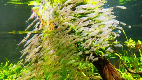 A-school-of-yellow-fish-was-spotted-swimming-in-Singapore's-aquarium