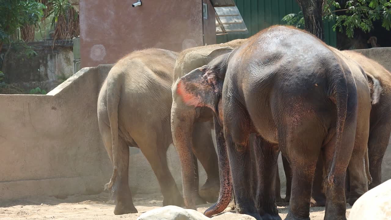 Elephants in a Zoo