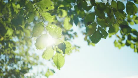 4k-Zeitlupenaufnahme-Eines-Astes,-Der-Sich-Durch-Den-Wind-Bewegt,-Wobei-Die-Blätter-Das-Sonnenlicht-Im-Hintergrund-Zeigen