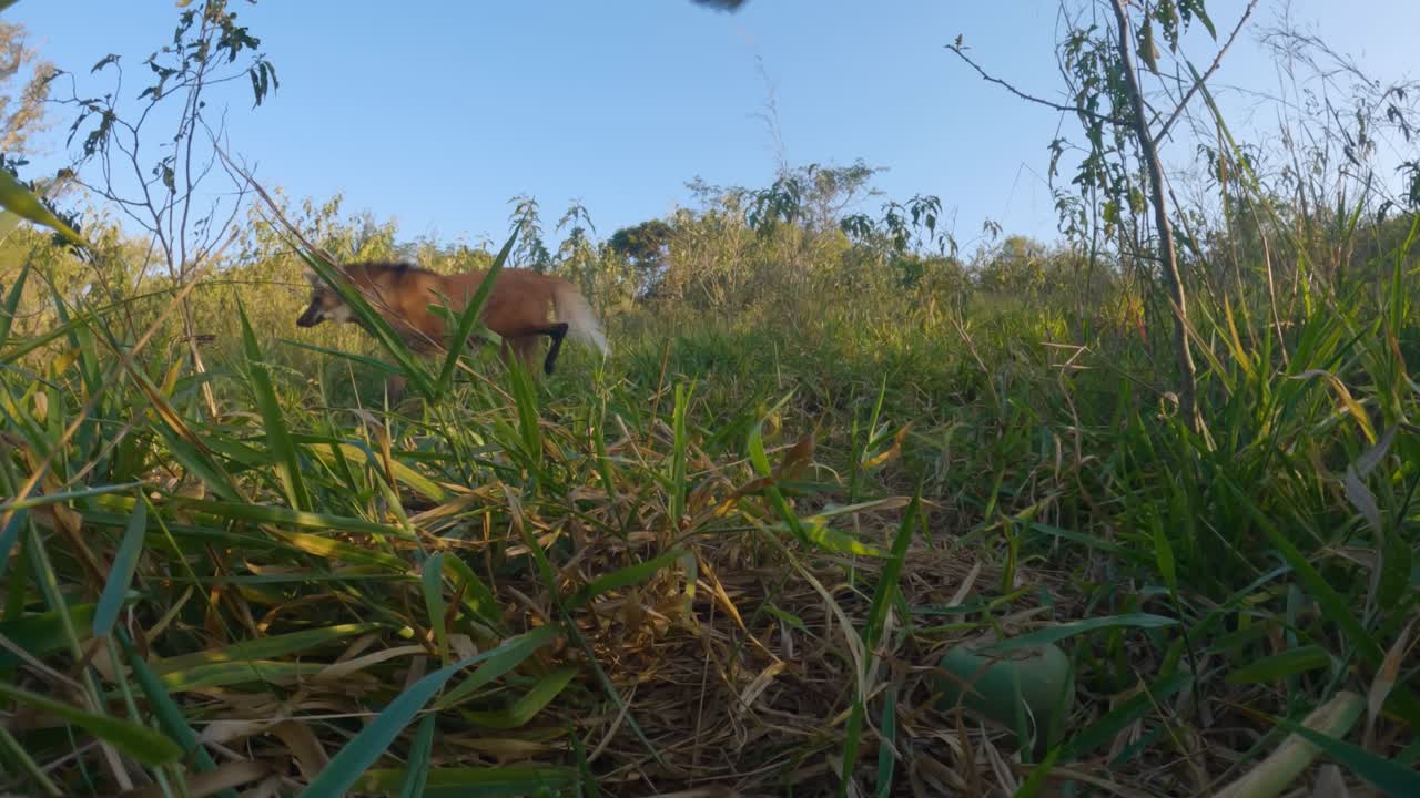 Maned wolf and vultures encounter in the Cerrado