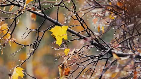 leaves and branches of trees in late autumn during rain.