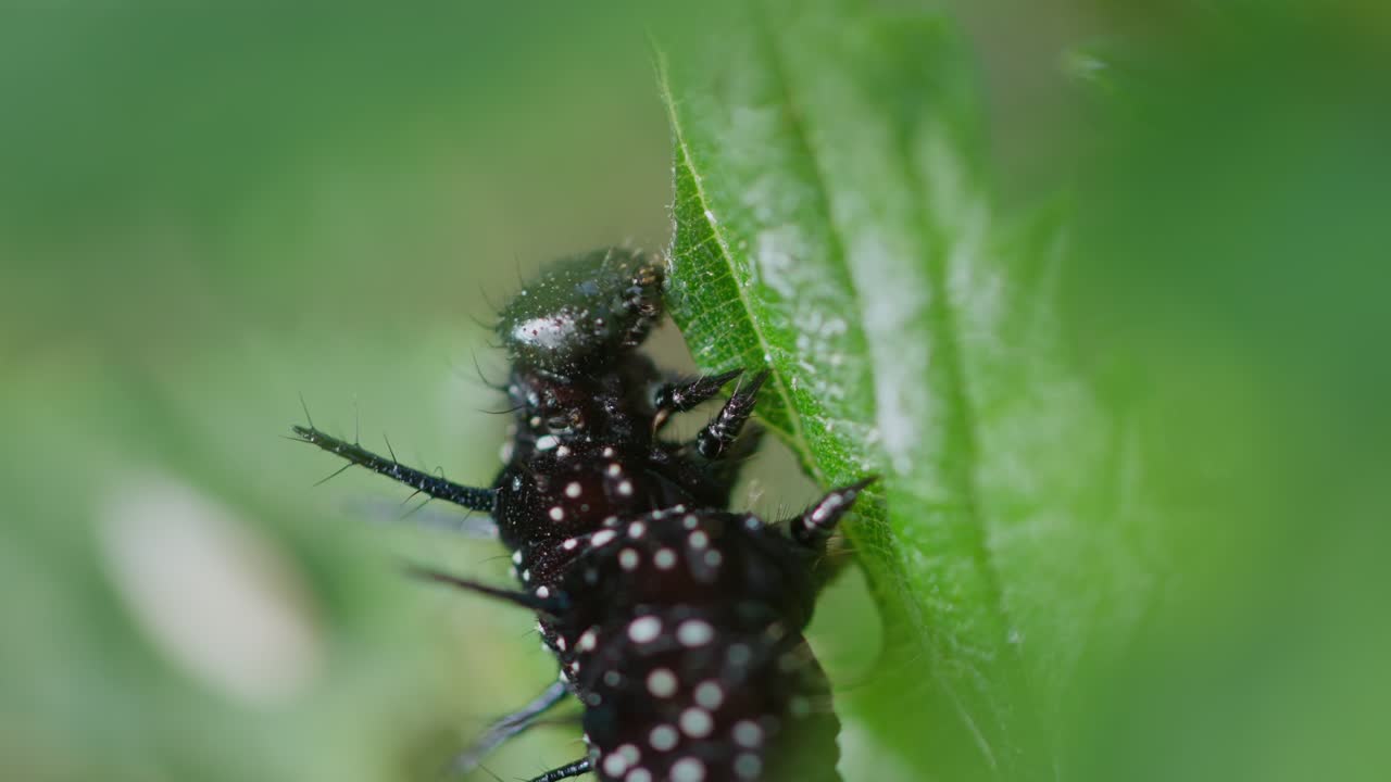 Caterpillar upright on leaf surface, chewing with legs pressed against stem