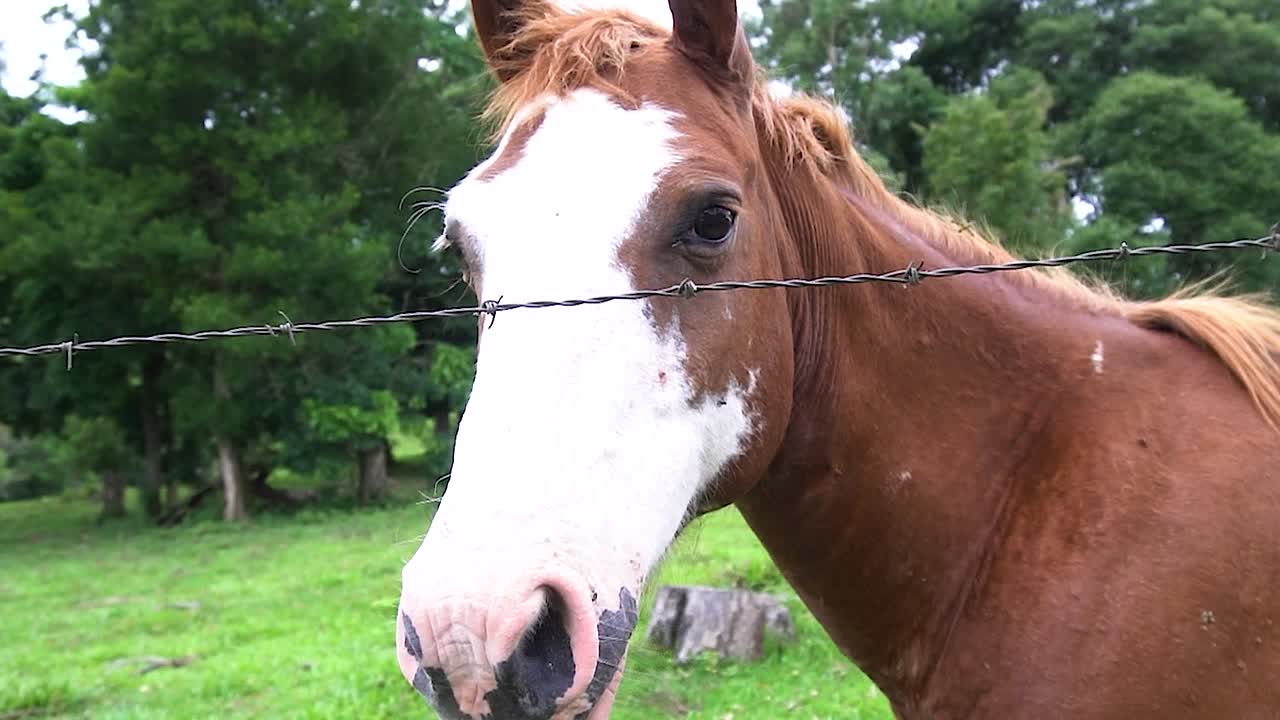 un caballo en campo abierto comiendo hierba durante el verano en brasil