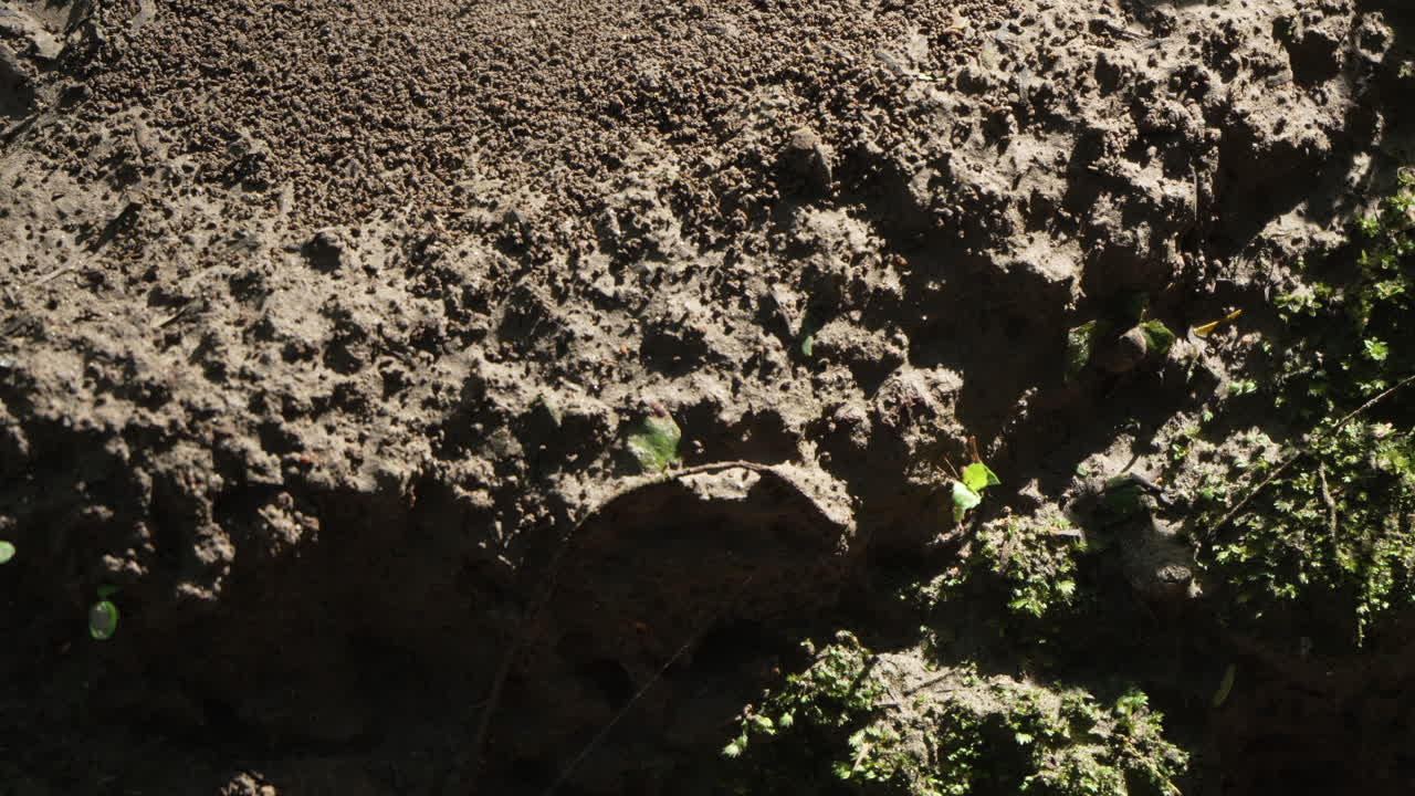 A worker ant shows incredible strength carrying foliage in the rainforest