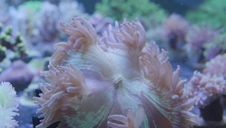 beautiful large branched pink sea anemones blowing back and forth with the water