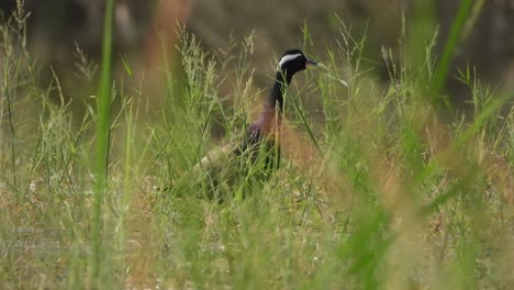 Weißbrustwasserhühner---Gras---Teichgebiet