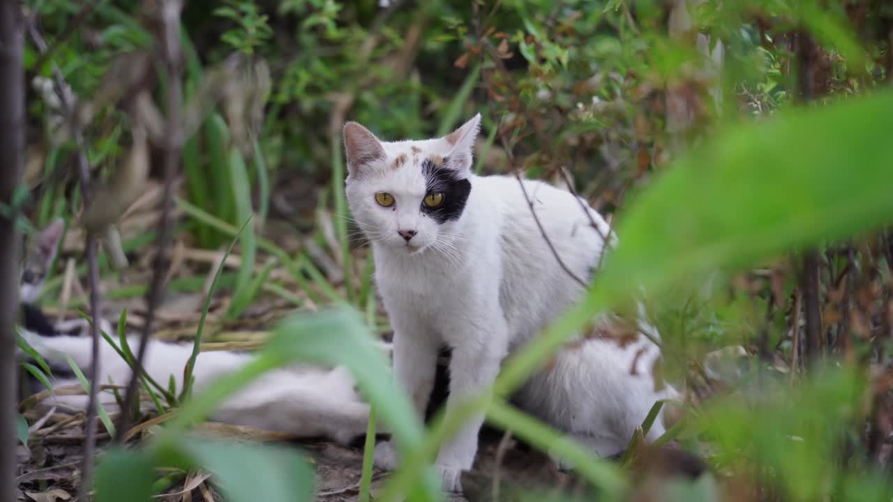 Mamma gatta che fissa la telecamera mentre i gattini giocano.