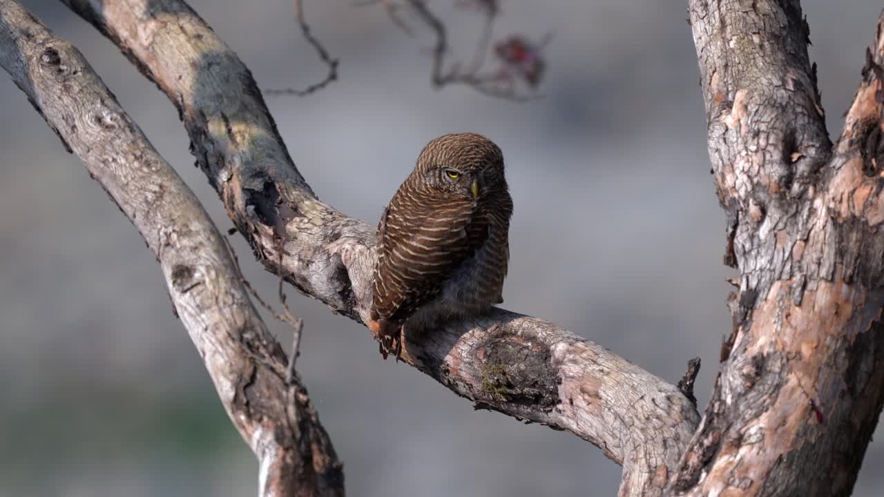 Brown Owl Perched on a Tree Branch