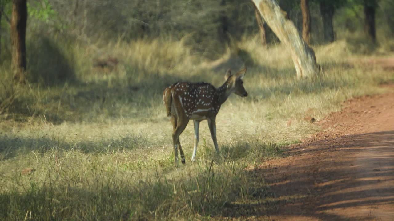 fotografía de cerca de un chital y su ciervo fawn o cheetal o axis axis en las praderas secas del parque nacional de kuno en sheopur india