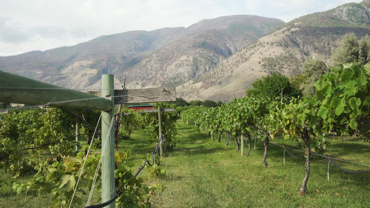 Beautiful vineyard with mountains in the background