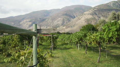 Schöner-Weinberg-Mit-Bergen-Im-Hintergrund