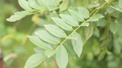 a branch of small tree leaves blow gently in a light breeze as the sun shines in the background