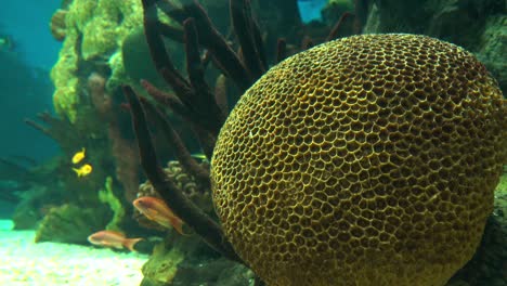 hermosos peces de arrecife de colores bajo el agua