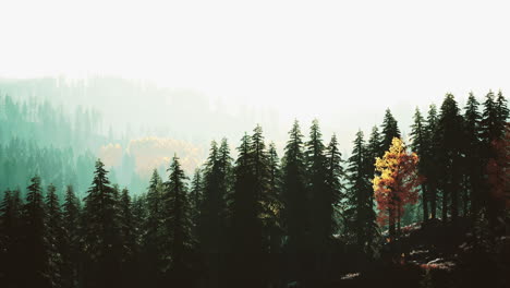 sunlight in spruce forest in the fog on the background of mountains at sunset