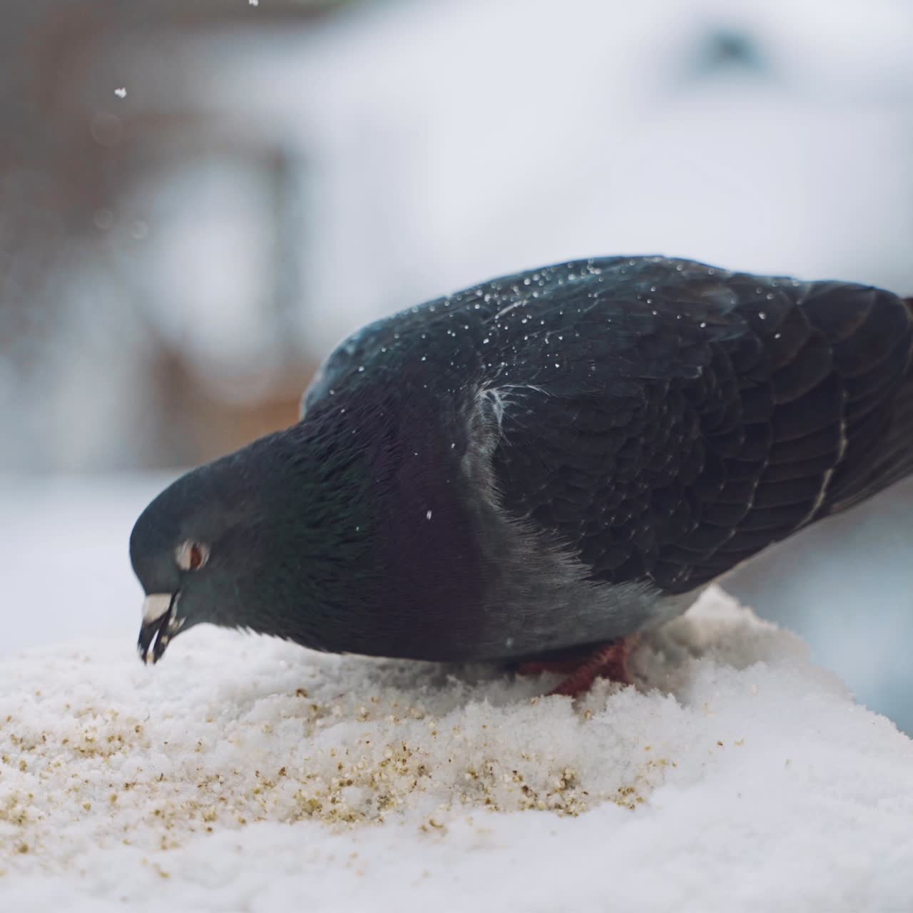 Winter dove furry close up. A pigeons in the winter sits in the snow against the backdrop of a street that is out of focus