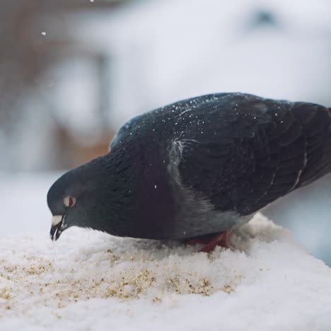 winter dove furry close up. a pigeons in the winter sits in the snow against the backdrop of a street that is out of focus