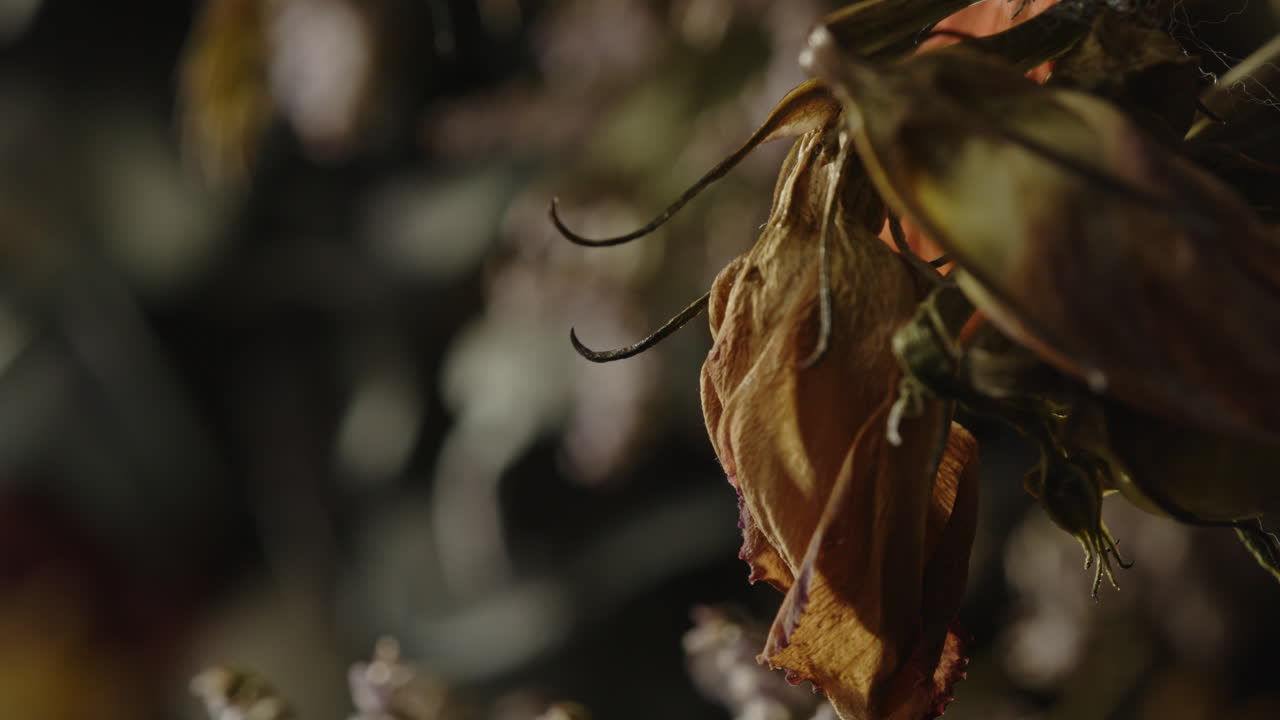 A withering flower hangs in the foreground while the camera focuses on dying leafs in the background