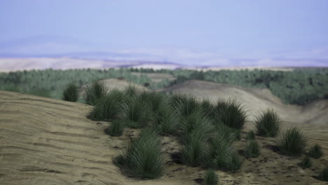 desert landscape with grass and distant hills under a clear sky at sunset