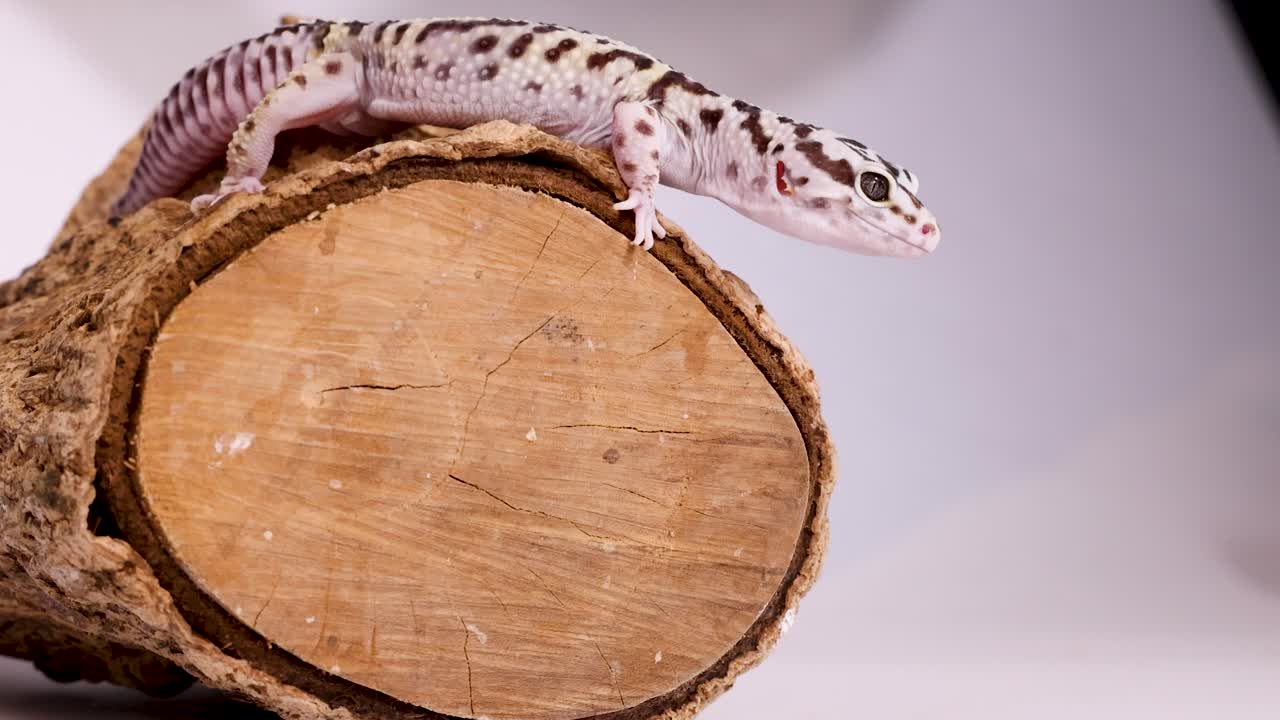 Un geco leopardo immobile su un tronco texturizzato su uno sfondo bianco pulito