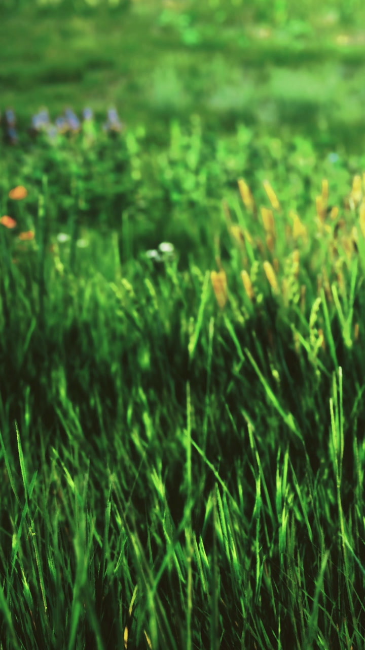 Lush meadow filled with vibrant grass and gentle wildflowers in spring