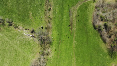 Horses-In-Green-Pasture-Near-Glen-Springs-Lake-In-Tennessee,-United-States---Aerial-Top-Down