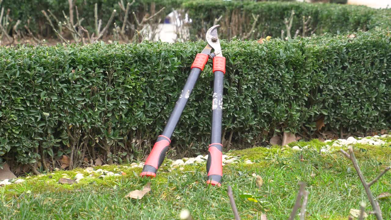 Garden Shears Resting Against a Hedge