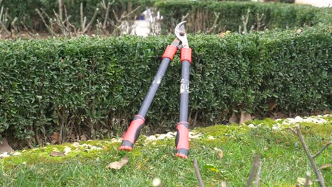 garden shears resting against a hedge