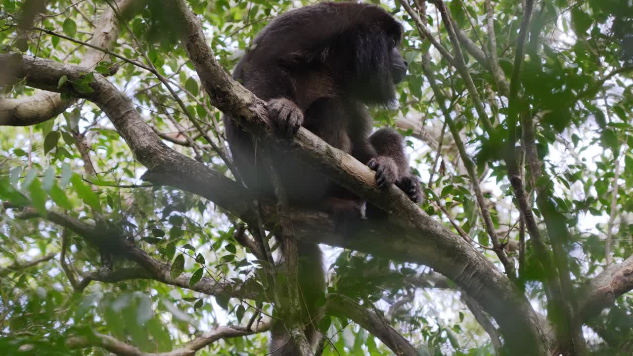el macho dominante se enfría en la rama del árbol rodeado de hermoso follaje verde con pequeñas moscas volando alrededor en la reserva de la biosfera pantanal, brasil