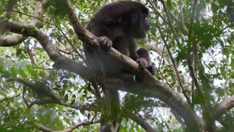 dominant male monkey chilling on the tree branch surrounded by beautiful green foliage with little flies flying around at pantanal biosphere reserve, brazil