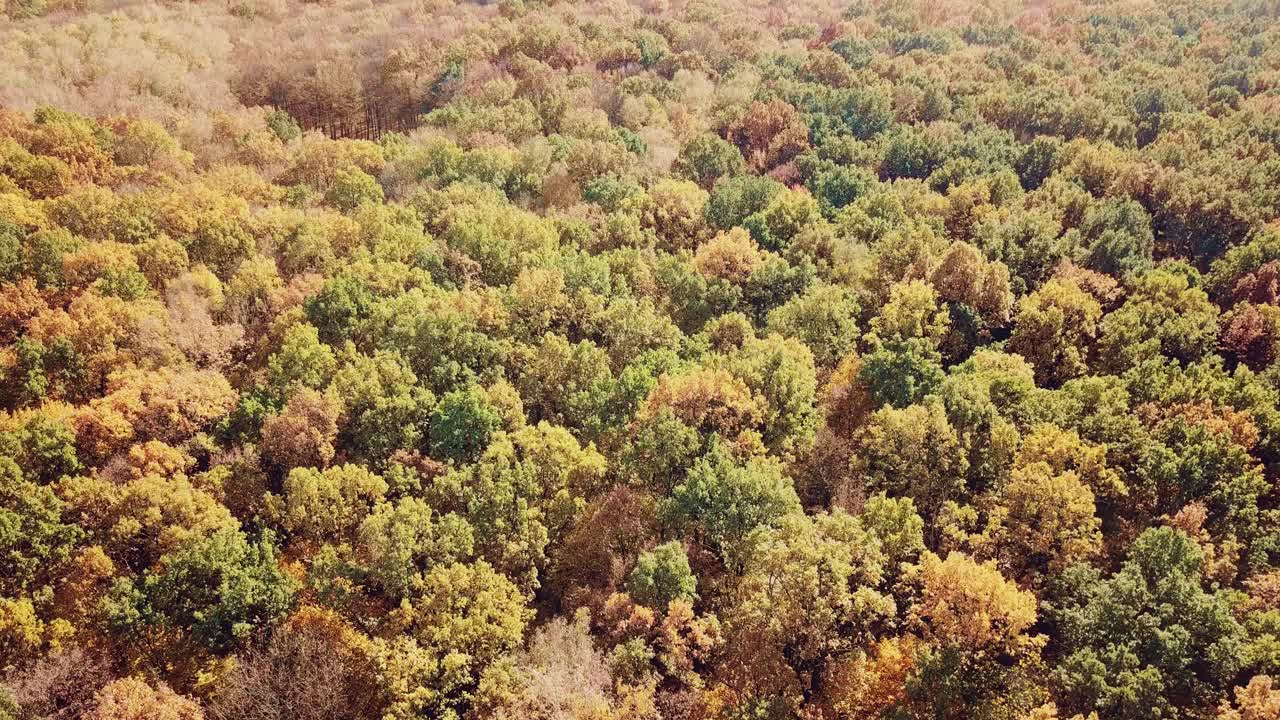 view of the autumn park on the background of the city. Aerial view. Camera motion down