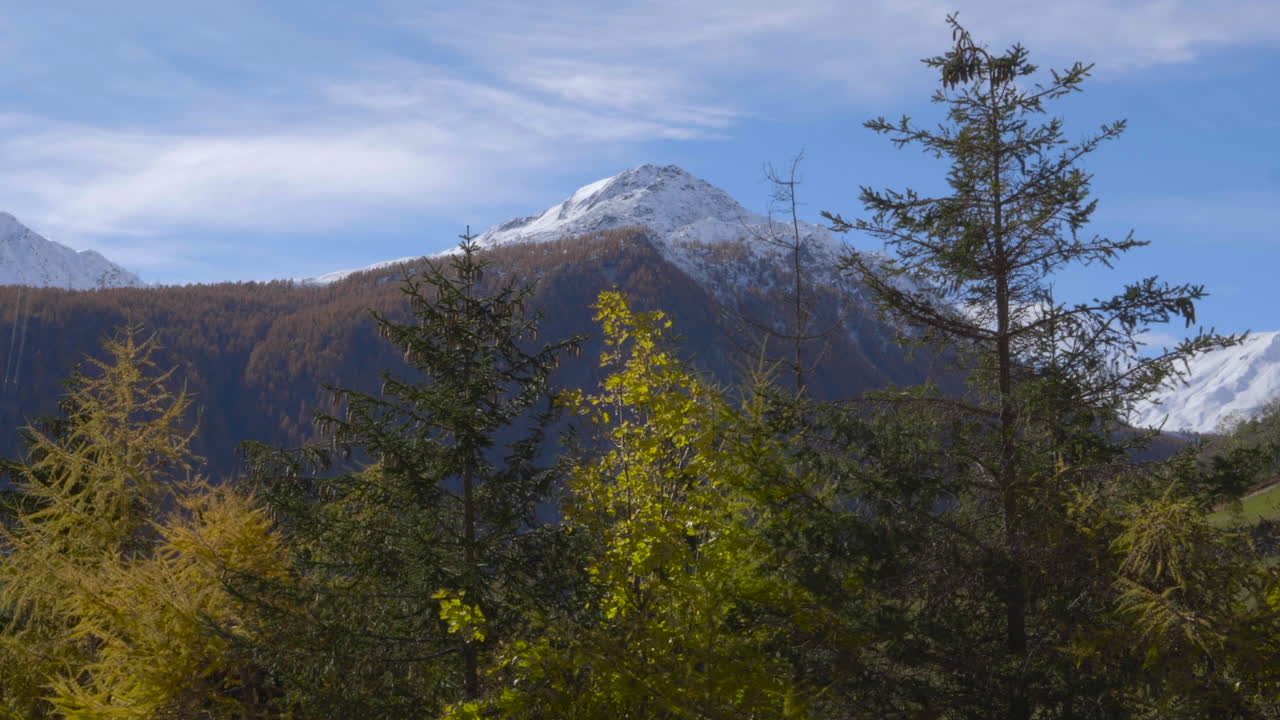 Snow-capped mountains over the trees making an incredible scenery under the blue sky.