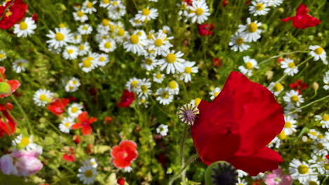 Fresh-and-light-red-an-green-meadow-in-slow-motion,-top-down-close-up