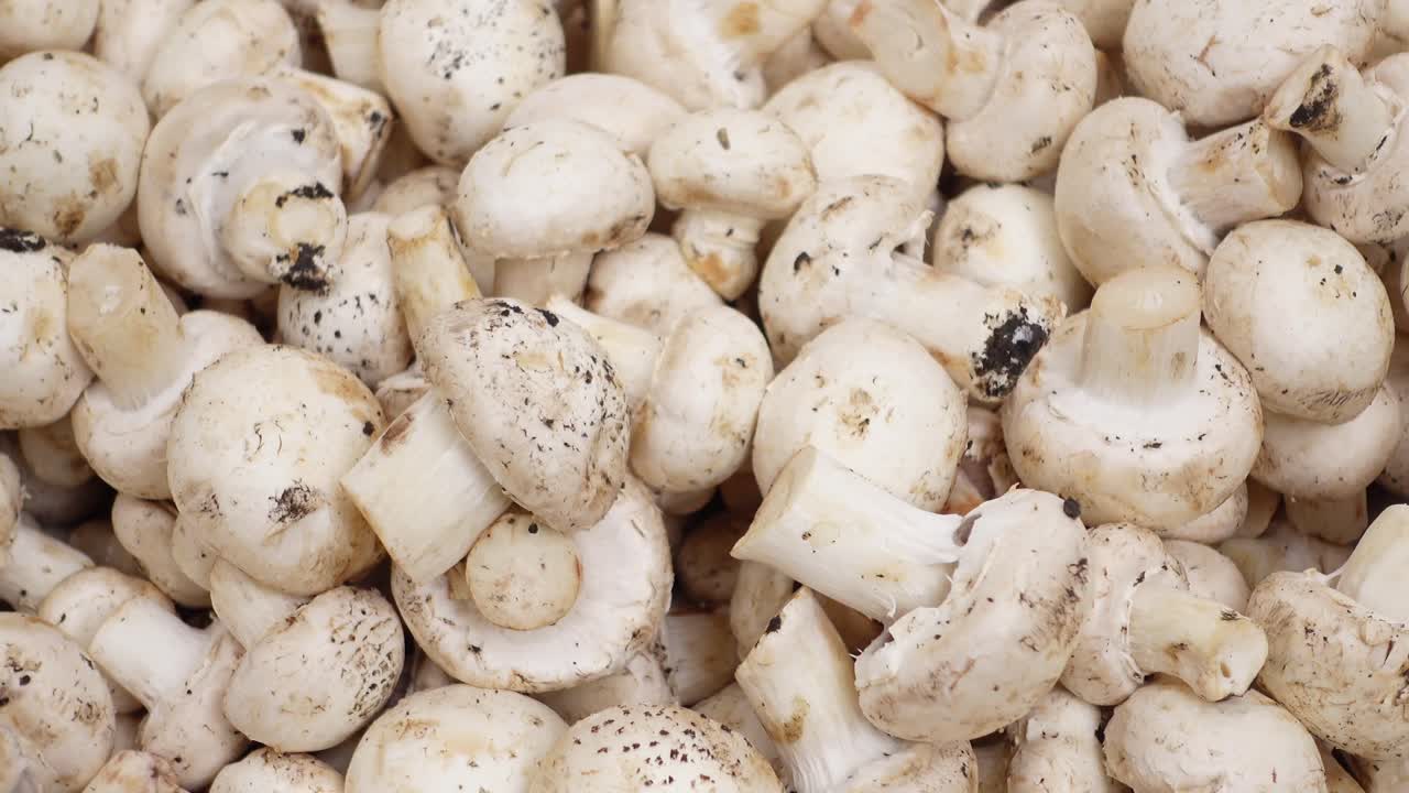Pile of Fresh White Button Mushrooms