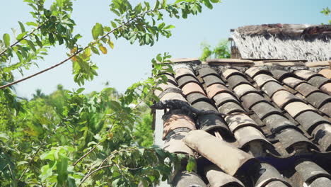 A-wild-iguana-lizard-sits-on-rooftop-slates-in-Puerto-Escondido,-Oaxaca-region,-Mexico