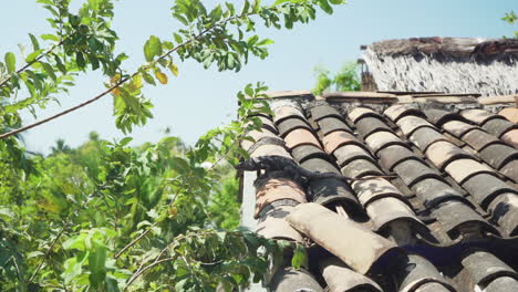 a wild iguana lizard sits on rooftop slates in puerto escondido, oaxaca region, mexico