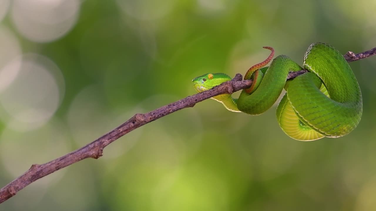 흰입술독사는 동남아시아 고유의 독사로 밤에 많은 음식이 있는 수역 근처의 나무 가지나 가지에서 기다리는 동안 종종 발견됩니다.