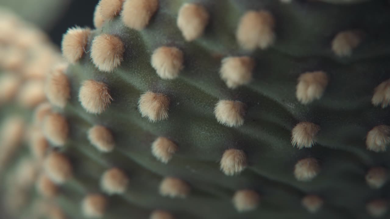 A smooth detailed macro tilt up shot, close up on a green cactus plant with yellow tiny sharp thorns, professional studio lighting, 4K video