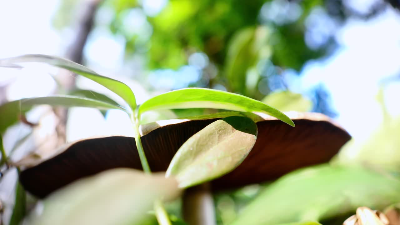 Close-up view of a mushroom and green foliage