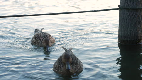 two northern pintail ducks swimming in the lake