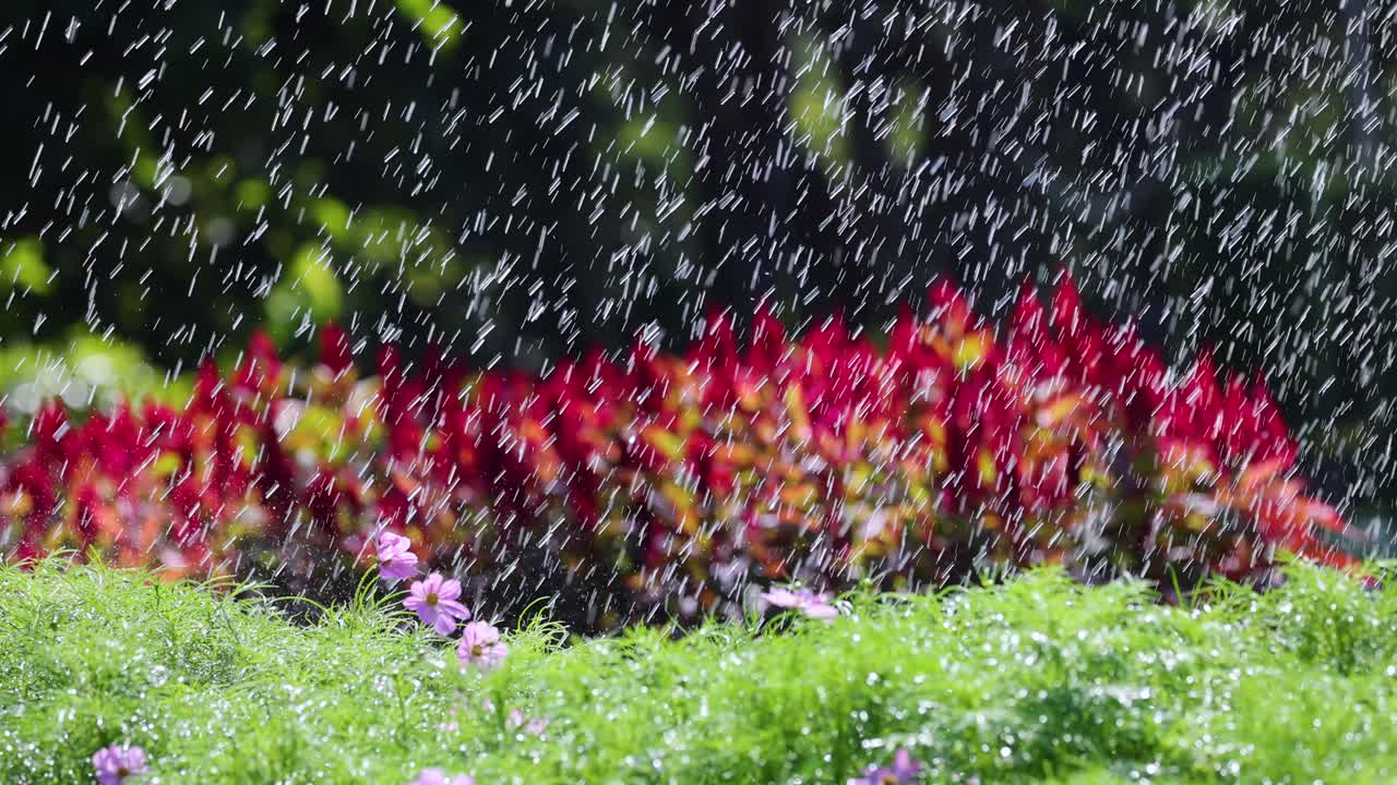 방 공원 에서 활기찬 꽃 에 물 을 뿌리는 스프링클러