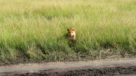 Establisher-high-angle-shot-of-young-lion-in-middle-of-high-vegetation-grassland