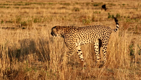 cheetah in the african savanna