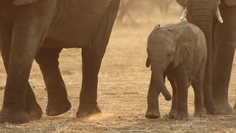 elephant calf walking next to its mother in south africa, close up