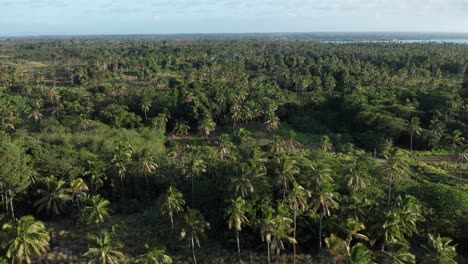 tonga, polinesia y oceanía