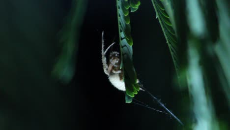 araña tejedora orb sentada en la hoja en posición agachada macro de disparo nocturno de cerca