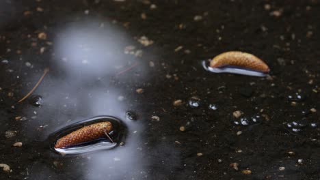 Static-view-of-young-aleppo-pine-cones-in-a-puddle-of-water-on-a-concrete-driveway