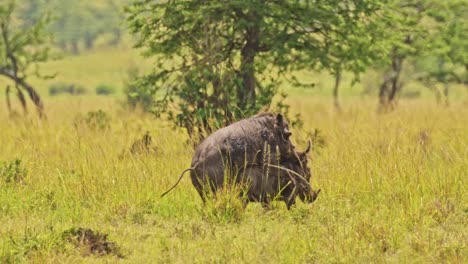 Toma-En-Cámara-Lenta-De-Jabalíes-Apareándose-En-Pastizales-Altos-Entre-Vegetación-En-La-Naturaleza,-Vida-Silvestre-Africana-En-La-Reserva-Nacional-Masai-Mara,-Kenia,-Animales-De-Safari-Africanos-En-La-Conservación-Del-Norte-De-Masai-Mara